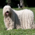 ドレッドヘアが素敵♪…