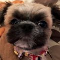 夫婦の危機を救って…