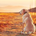 都会で暮らす犬と地…