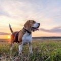 アンテナ発動！犬が…