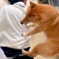 犬が寝場所を探した…