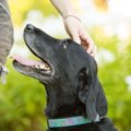 犬を撫でではいけな…