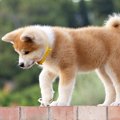 秋田犬が海外で大人…