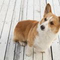 犬が足を引きずって…