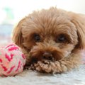 犬が『好きではない…