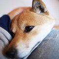 愛犬が『寂しかった…