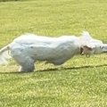 全力疾走をする大型…
