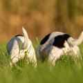 犬が『しっぽをフリ…