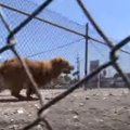 猛スピードで逃げ回…
