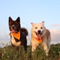 犬の多頭飼いでして…
