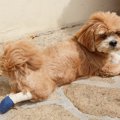 犬の下半身に起こる…