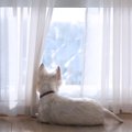 犬が不安になってし…