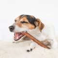 犬におやつを食べさ…