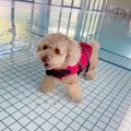犬が生まれて初めて…