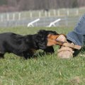 なぜ犬は人に噛みつ…
