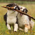 仲良く遊んでね！犬…