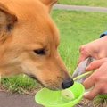 散歩中の犬に水を飲…