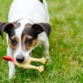 危険大！犬が怪我を…