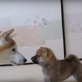 「柴犬の子犬ちゃん…