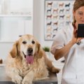 犬の「生活習慣病」…