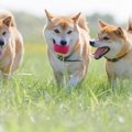 犬の『性格』はいつ…
