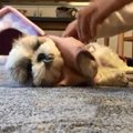 「好きにちて～」無…