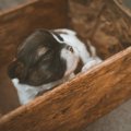 愛犬が狭い場所に隠…