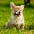 愛犬にフロントライ…