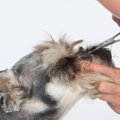 自分で初めての犬の…