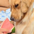 一年ぶりに『スイカ…