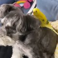 犬が『ピヨピヨ』鳴…