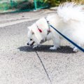 犬が散歩から帰るの…