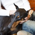 犬が大好きな人にす…