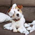 犬が『いたずら』を…