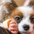 なぜ犬は飼い主に『…