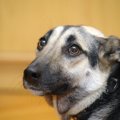 犬が怯えるときのし…