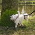 超困る！犬の『飼い…