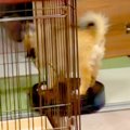 掃除ロボットに乗っ…