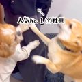 犬がいる職場で『人…