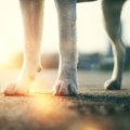 犬用靴が嫌がられる…