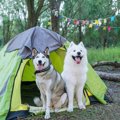 犬にとっての『充実…