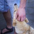 愛犬のしつけは『褒…