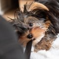 犬が『紐』を好む4つ…