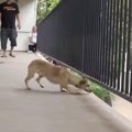危ない！レスキュー…