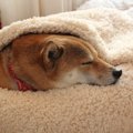 犬の関節炎の症状と…