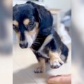 犬にお手をさせたら……