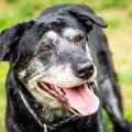 犬が『シニア』初期…