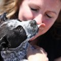 知ってた？犬が『人…