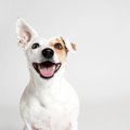 犬は飼い主に嘘をつ…