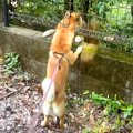 お散歩中、犬が『柵…